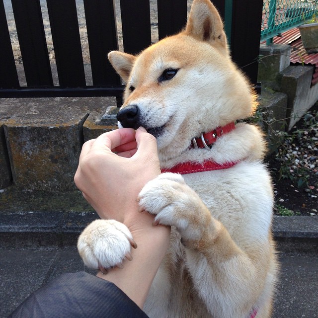 意甲裁判语义辅助判罚系统提升比赛公平性研究,意甲裁判组