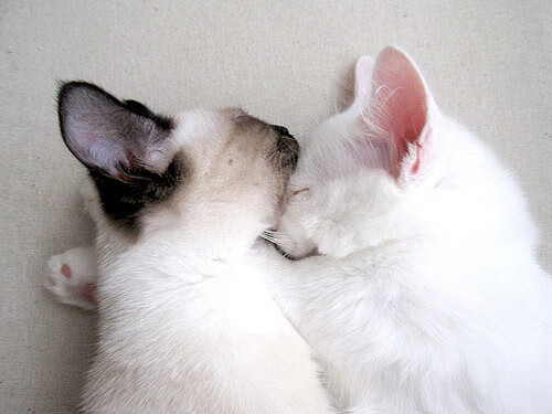 意甲中场控制力对比赛节奏的定量评估,意甲历史中场