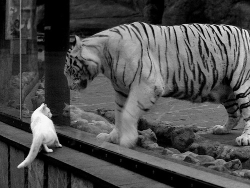 JIUYOU GAMING-加拿大队未来战略：增强团体赛协作，提升比赛稳定性，加拿大国家队