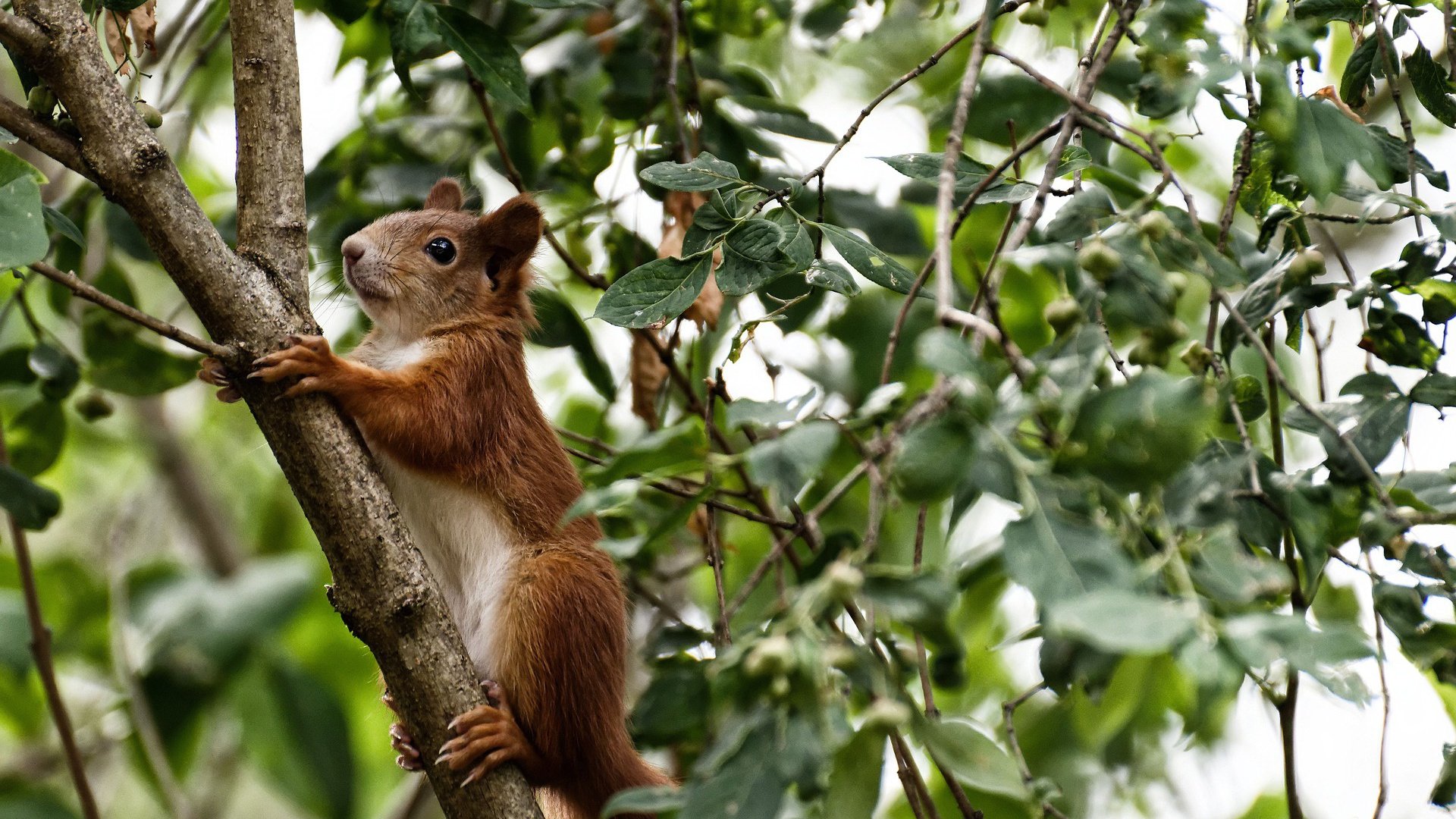 田径项目技术训练日趋科学,田径技术教学的三个阶段
