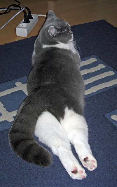 瑞典队：2024年国际乒联混合团体世界杯的黑马之势，瑞典乒乓球联赛