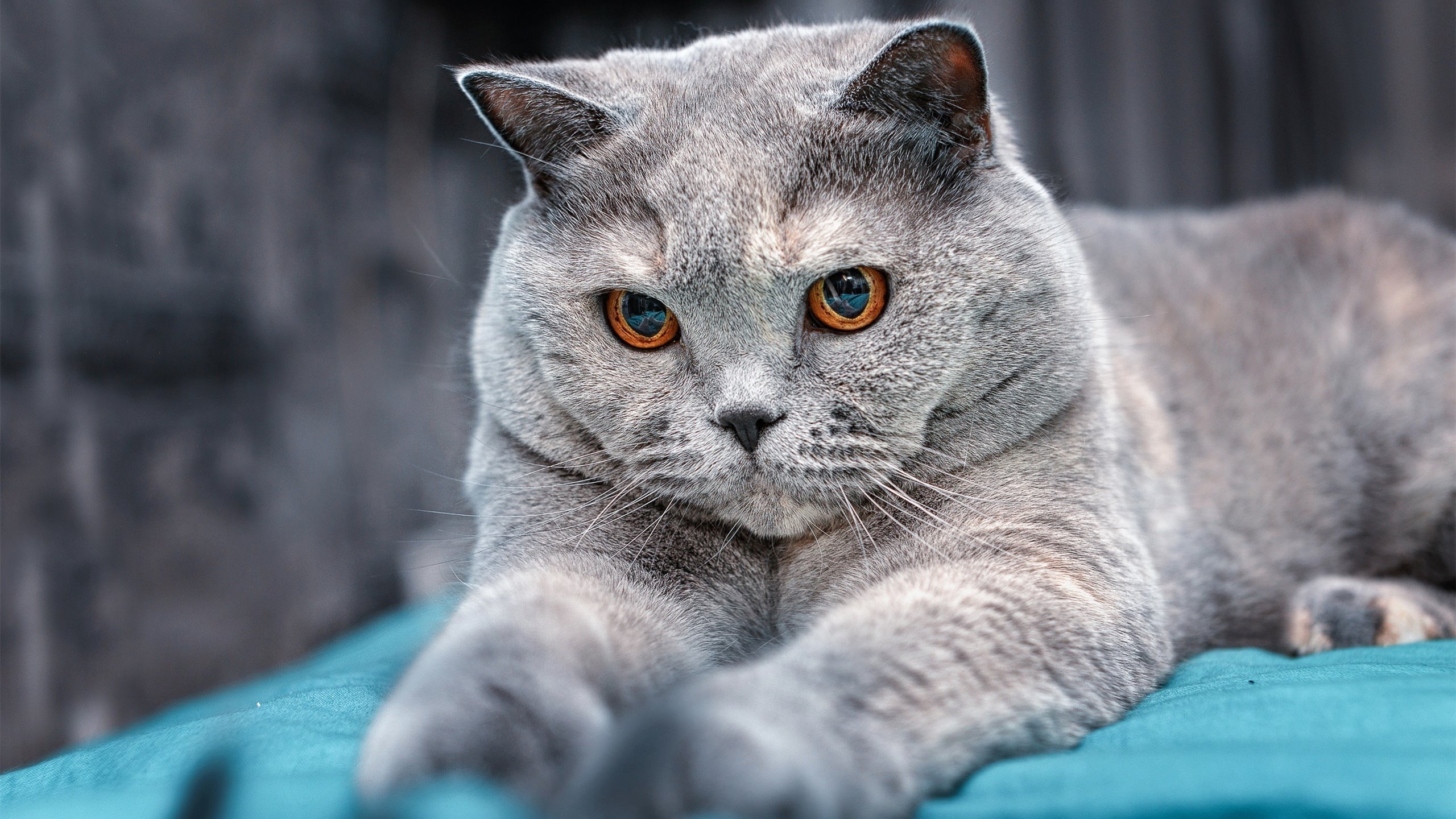 -罗马尼亚队如何突破自我，在国际乒联混合团体世界杯中展现实力