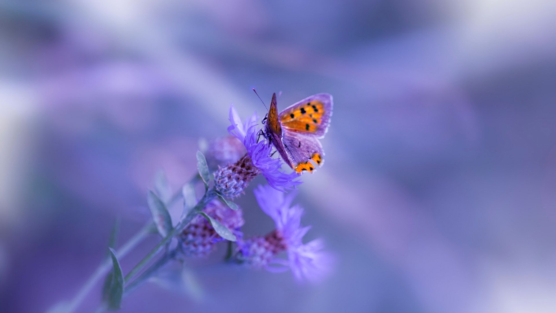 “费尔南多·比亚尔巴在阿根廷橄榄球中的历史性地位”