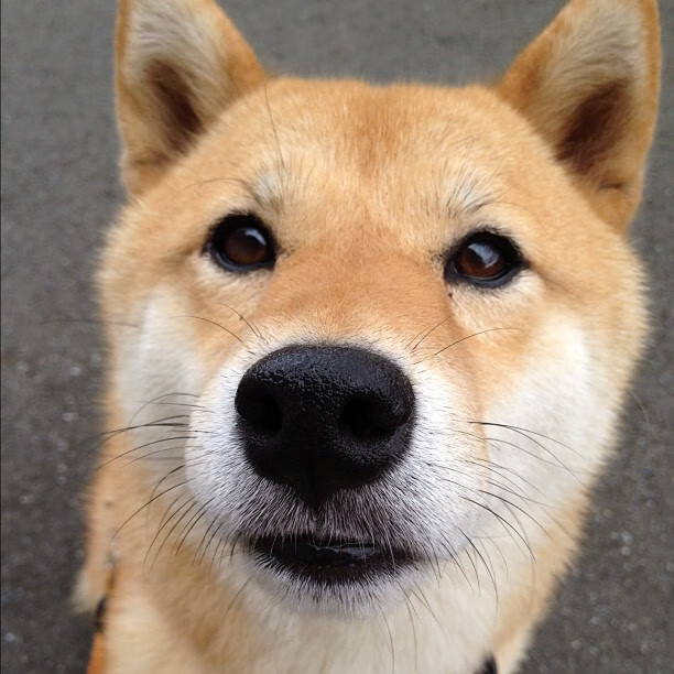 皮特·库策刷新个人最佳，成绩引人注目，皮特库欣