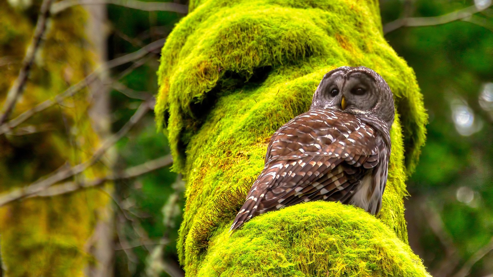 跳水决赛瑞士选手状态佳，跳水世界比赛